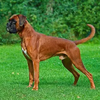 Boxer