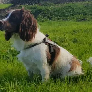 English Springer Spaniel