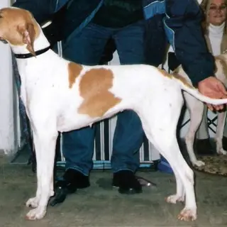 Pointer