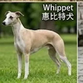 Whippet